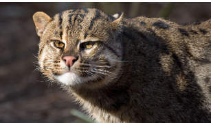 اے پی میں ’فشنگ کیٹ‘سے سنسنی، محکمہ جنگلات نے قابو پالیا