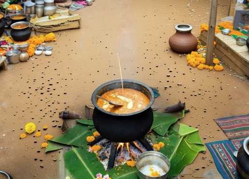 पोंगल उत्सव के हिस्से के तौर पर तमिलनाडु में तीन दिवसीय जल्लीकट्टू उत्सव शुरू