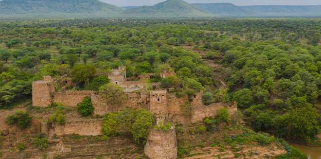 कूनो नेशनल पार्क में तीन शावकों के जन्म से चीता की संख्या बढ़कर 38 हुई