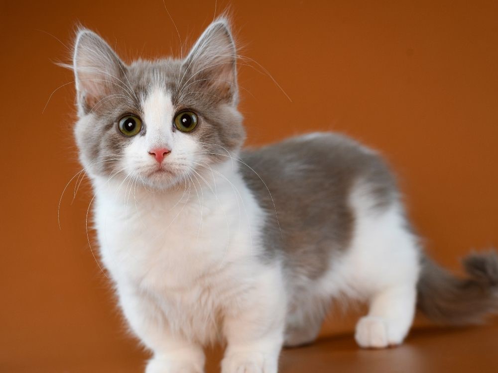 Different sales cat types