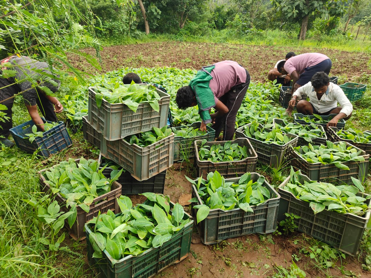 Banana farming emerging as income source for Odisha tribal farmers