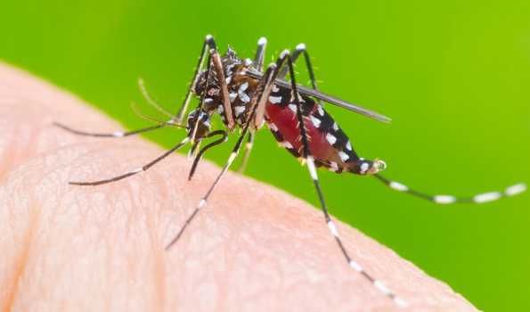 Bangladesh's dengue deaths surpass 1,600
