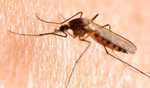 Dengue