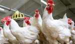 Japan confirms season's 4th bird flu outbreak