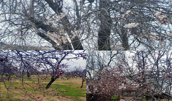 Almond trees prematurely blossom amid rise in temperature in Kashmir