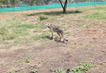 Female cheetah dies of renal complications