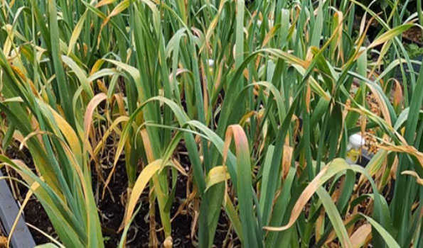 Farmers upset due to yellow rust disease in Garlic