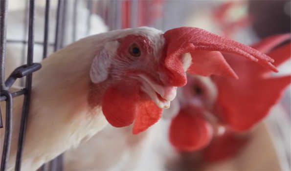Moscow says Ukraine collected Bird Flu interspecies strains, with 40 pc lethality