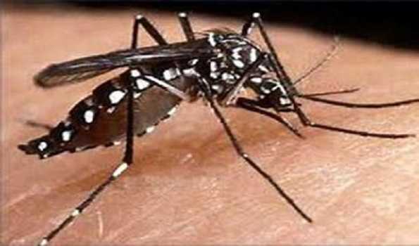 Cuba steps up dengue prevention, control
