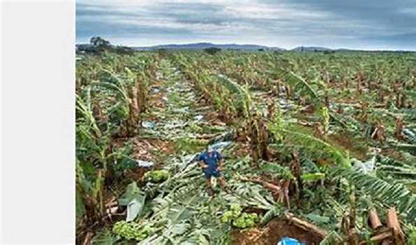 Maha Govt to give Rs 19.73 cr as compensation to 15,663 banana growers