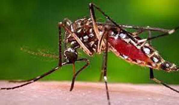 TN Govt to organise 1,000 medical camps for dengue screening on Oct 1