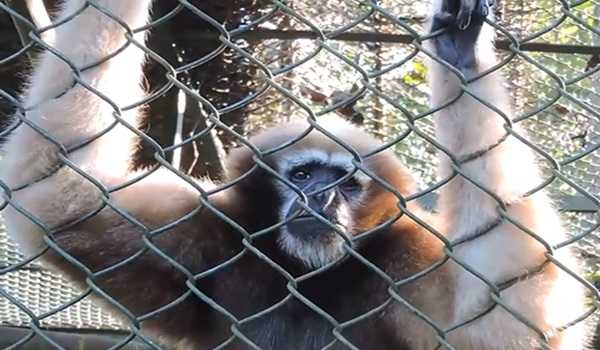 Workshop for hoolock gibbon conservation in Tripura begins