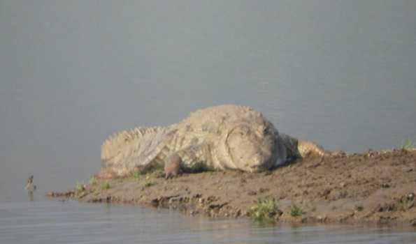 Odisha: Rajnagar Mangrove Forest Division records 1811 saltwater crocodiles