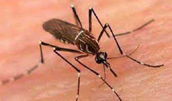 Over 5k dengue cases reported in Sri Lanka in Jan