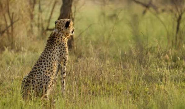 Another cheetah dies in MP