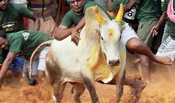 Two spectators gored to death, 100 injured at  Manjuvirattu in TN