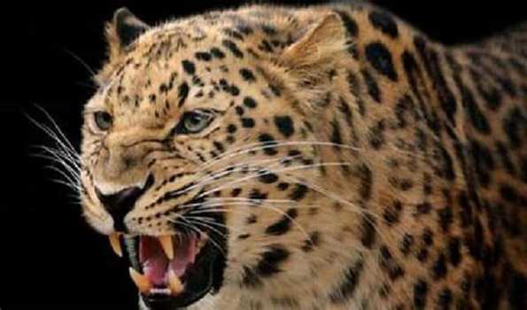 UP: 80-yr-old woman attacked by leopard in Bahraich