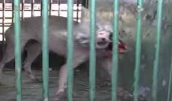 Villagers kill man-eater wolf in Bahraich