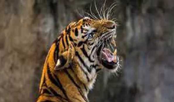 CBI and INTERPOL hold regional investigative meet to combat tiger trafficking