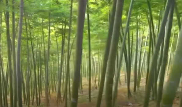 Bamboo charcoal: Study highlights black diamond can save skin from pollution