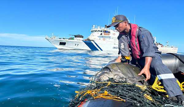 ICG rescues Olive Ridley turtle entangled in net in mid sea