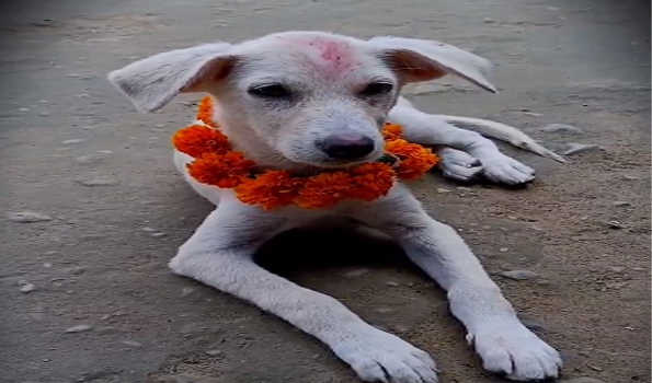 Nepal: Laxmi Puja, Kukur Tihar being observed today