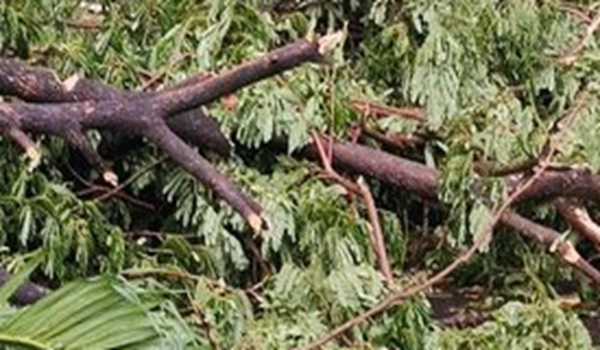 9 killed by fallen tree at cultural site in Indonesia