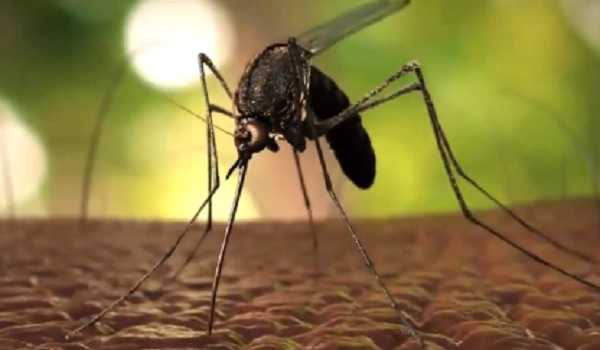 Jammu reports over 5K dengue cases