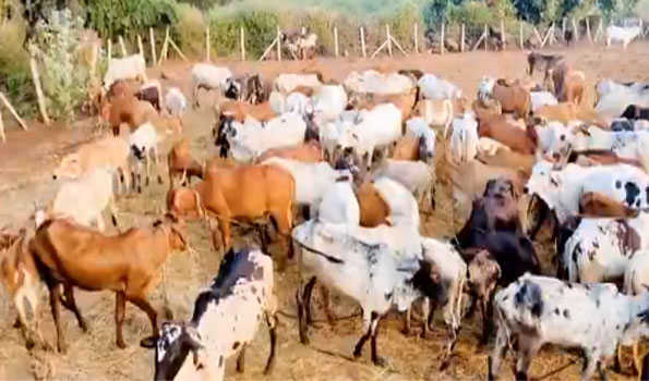 Odisha to introduce GOMATA scheme for benefit of livestock farmers