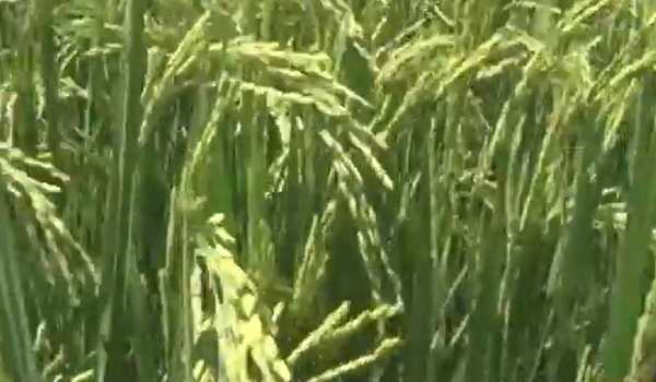 Telangana achieves record paddy Production: Agriculture Minister