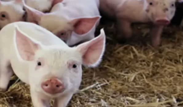 Mizoram records no pig deaths from ASF for the first time this yr