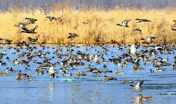Kashmir water bodies come alive with arrival of migratory birds