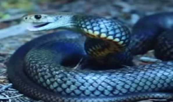 Centre directs States/UTs to notify snakebite cases as notifiable disease