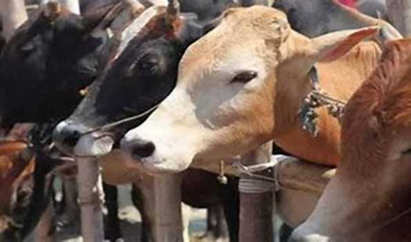 Punjab: 20 cows die in Gaushala, Hindu bodies protest