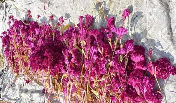 Cockscomb plantation gaining renewed attention from farmers in Kashmir