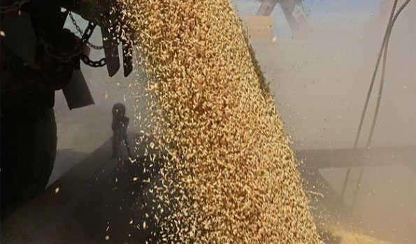 Russian govt extends ban on rice export until July 2025