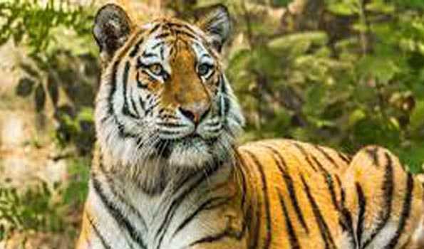 Tiger spotted at Cauvery Wildlife sanctuary afer 50 yrs