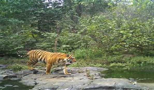 Telangana: Forest Dept dismisses tiger sighting in Nalgonda dist