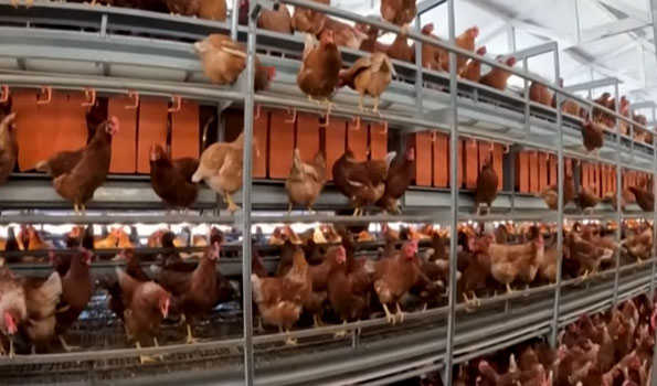 14,000 birds culled after bird flu confirmed in south Japan