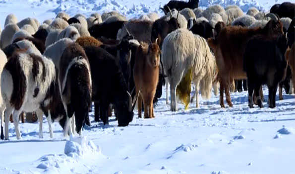 Harsh winter kills over 1.5 mln livestock in Mongolia