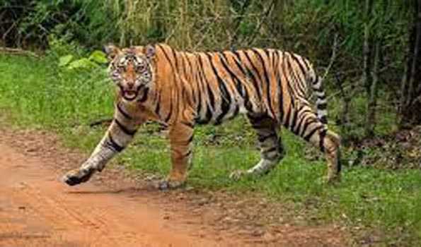 Odisha tiger population  rises to 30 adults and eight cubs-AOTE report