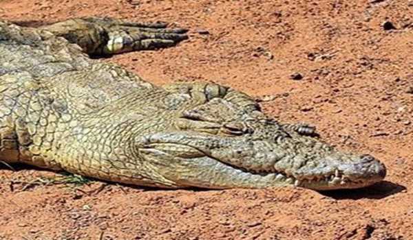 19 killed by crocodiles in five years on Tanzania's southern shores of Lake Victoria
