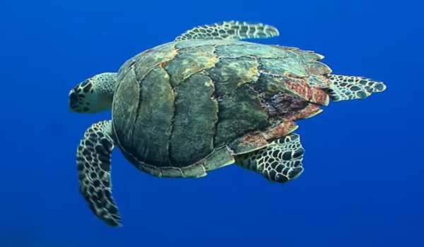 8 killed after consuming sea turtle meat in Tanzania's Zanzibar