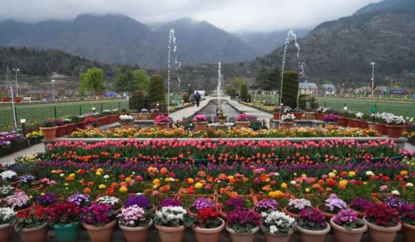 Asia's largest Tulip garden to showcase 5 new varieties : Sheikh Fayaz