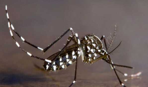 Brazil reports 391 deaths from dengue in 2024