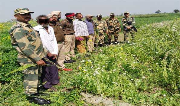 BSF apprehends people involved in illegal cultivation of poppy