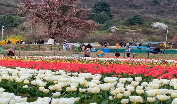 Kashmir’s iconic Tulip Garden to open on March 23