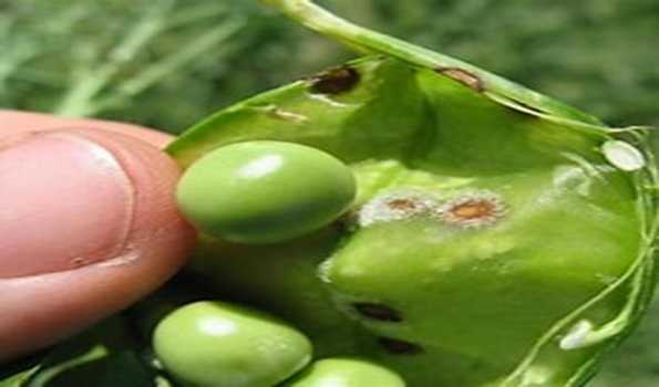 Haryana: HAU Scientists discover new pea disease