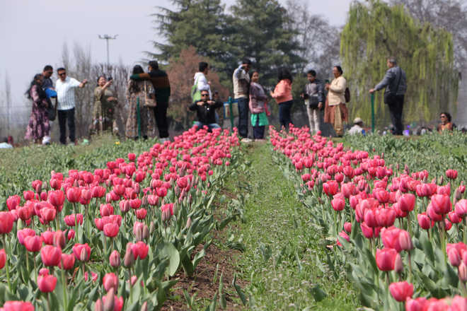 Tulip Garden thrown open for visitors
