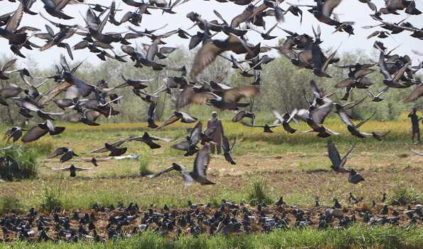 J&K sees rise in number of bird species